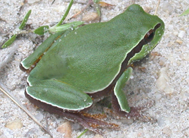 Pine Barrens Treefrog